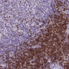 Immunohistochemical staining of human tonsil shows strong membranous positivity, mainly in in non - germinal center cells.