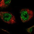 Immunofluorescence staining of A549 cells using the Anti-MKL2 monoclonal antibody, showing specific staining in nuclear speckles and the cytosol in green. Microtubule- and nuclear probes are visualized in red and blue, respectively (where available).