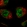 Anti-MKL2 Antibody