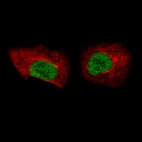 Immunofluorescence staining of A549 cells using the Anti-MKL2 monoclonal antibody, showing specific staining in the nucleus in green. Microtubule- and nuclear probes are visualized in red and blue, respectively (where available).