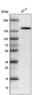 Anti-KIT Antibody