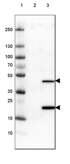 Lane 1: Marker [kDa] 250, 130, 100, 70, 55, 35, 25, 15, 10_br/_Lane 2: Negative control (vector only transfected HEK293T lysate)_br/_Lane 3: Over-expression lysate (Co-expressed with a C-terminal myc-DDK tag (~3.1 kDa) in mammalian HEK293T cells, ASRGL1)