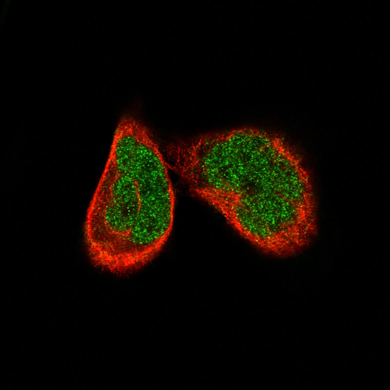 Mouse Monoclonal Anti-ATF3 Antibody - Buy for research - Highly ...