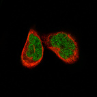 Immunofluorescence staining of RH-30 cells using the Anti-ATF3 monoclonal antibody, showing specific staining in the nucleoplasm in green. Microtubule- and nuclear probes are visualized in red and blue, respectively (where available).
