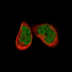 Immunofluorescence staining of RH-30 cells using the Anti-ATF3 monoclonal antibody, showing specific staining in the nucleoplasm in green. Microtubule- and nuclear probes are visualized in red and blue, respectively (where available).