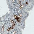 Immunohistochemical staining of human fallopian tube shows strong immunoreactivity in blood vessels and in plasma.