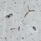 Immunohistochemical staining of human cerebral cortex shows strong immunoreactivity in blood vessels.