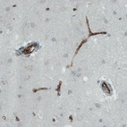 Immunohistochemical staining of human cerebral cortex shows strong immunoreactivity in blood vessels.