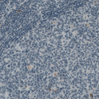 Anti-VWF Antibody