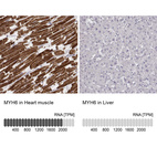 Anti-MYH6 Antibody