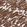 Anti-MYH6 Antibody