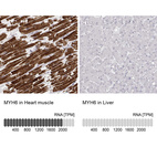 Anti-MYH6 Antibody