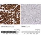 Anti-MYH6 Antibody