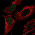 Immunofluorescence staining in U2OS cell line with Anti-p53 monoclonal antibody, showing cell cycle dependent nuclear (without nucleoli) staining in green. Microtubule- and nuclear probes are visualized in red and blue respectively (where available).