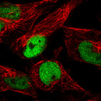 Immunofluorescence staining in U251 cell line with Anti-p53 monoclonal antibody, showing cell cycle dependent nuclear (without nucleoli) staining in green. Microtubule- and nuclear probes are visualized in red and blue respectively (where available).