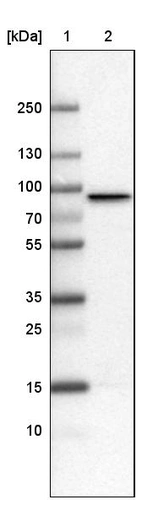 Lane 1: Marker [kDa]_br/_Lane 2: Human cell line U-251 MG