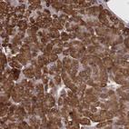 Immunohistochemical staining of human pancreas shows strong cytoplasmic positivity in exocrine glandular cells.