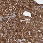 Immunohistochemical staining of human pancreas shows strong cytoplasmic positivity in exocrine glandular cells.