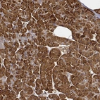 Immunohistochemical staining of human pancreas shows strong cytoplasmic positivity in exocrine glandular cells.