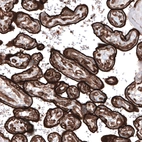 Immunohistochemical staining of human placenta shows strong membranous positivity in trophoblastic cells.