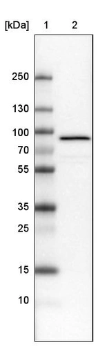 Lane 1: Marker [kDa]_br/_Lane 2: Human cell line U-251 MG
