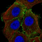 Immunofluorescence staining of A-431 cells using the Anti-EZR monoclonal antibody, showing specific staining in the plasma membrane in green. Microtubule- and nuclear probes are visualized in red and blue, respectively (where available).