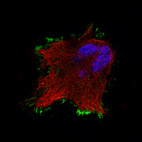 Immunofluorescence staining of U-251 cells using the Anti-EZR monoclonal antibody, showing specific staining in the plasma membrane in green. Microtubule- and nuclear probes are visualized in red and blue, respectively (where available).