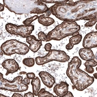 Immunohistochemical staining of human placenta shows strong membranous positivity in trophoblastic cells.