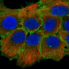 Immunofluorescence staining of A-431 cells using the Anti-EZR monoclonal antibody, showing specific staining in the plasma membrane in green. Microtubule- and nuclear probes are visualized in red and blue, respectively (where available).