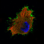 Immunofluorescence staining of U-251 cells using the Anti-EZR monoclonal antibody, showing specific staining in the plasma membrane in green. Microtubule- and nuclear probes are visualized in red and blue, respectively (where available).