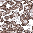 Immunohistochemical staining of human placenta shows strong membranous positivity in trophoblastic cells.
