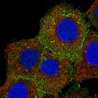 Immunofluorescence staining of A-431 cells using the Anti-EZR monoclonal antibody, showing specific staining in the plasma membrane in green. Microtubule- and nuclear probes are visualized in red and blue, respectively (where available).