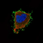 Immunofluorescence staining of U-251 cells using the Anti-EZR monoclonal antibody, showing specific staining in the plasma membrane in green. Microtubule- and nuclear probes are visualized in red and blue, respectively (where available).