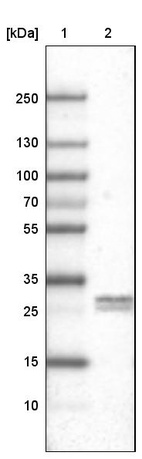 Anti-LY6K Antibody