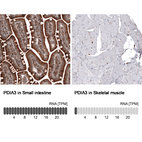 Anti-PDIA3 Antibody