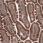 Immunohistochemical staining of human small intestine shows strong cytoplasmic positivity in glandular cells.