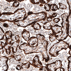 Anti-PDIA3 Antibody