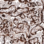 Immunohistochemical staining of human placenta shows strong cytoplasmic positivity in trophoblastic cells.