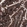 Anti-GORASP2 Antibody