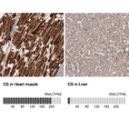 Anti-CS Antibody