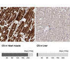 Anti-CS Antibody