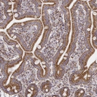Immunohistochemical staining of human duodeum shows strong cytoplasmic positivity in glandular cells.