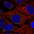 Immunofluorescence staining of CACO-2 cells using the Anti-ACAA1 monoclonal antibody, showing specific staining in peroxisomes in green. Microtubule- and nuclear probes are visualized in red and blue, respectively (where available).
