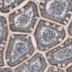 Immunohistochemical staining of human small intestine shows strong granular cytoplasmic positivity in glandular cells.