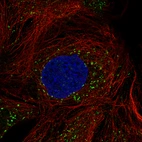 Immunofluorescence staining of CACO-2 cells using the Anti-ACAA1 monoclonal antibody, showing specific staining in peroxisomes in green. Microtubule- and nuclear probes are visualized in red and blue, respectively (where available).