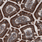 Immunohistochemical staining of human small intestine shows strong granular cytoplasmic positivity in glandular cells.