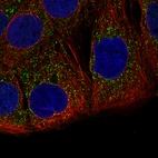 Immunofluorescence staining of CACO-2 cells using the Anti-ACAA1 monoclonal antibody, showing specific staining in peroxisomes in green. Microtubule- and nuclear probes are visualized in red and blue, respectively (where available).