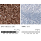 Anti-GFAP Antibody