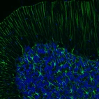 Immunofluorescence staining of rat brain shows strong positivity in astrocytes in the cerebellum.