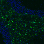 Immunofluorescence staining of mouse brain shows strong positivity in astrocytes in the cerebellum.